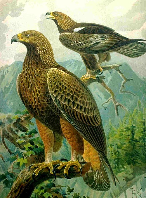 Golden eagle