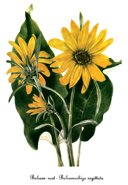 Arrowleaf balsamroot