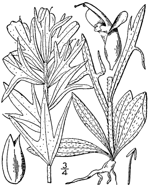 Indian paintbrush