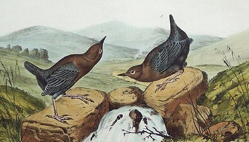 American dipper