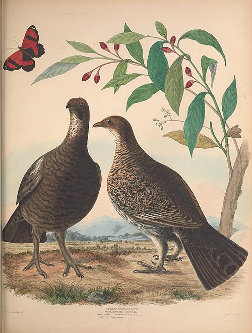 Dusky grouse