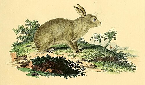Snowshoe hare