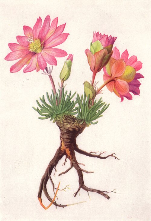 Bitterroot