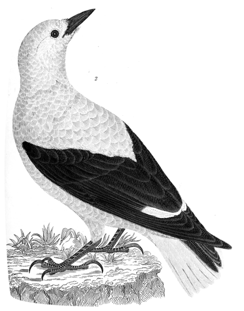 Clark's nutcracker