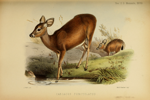 Mule deer