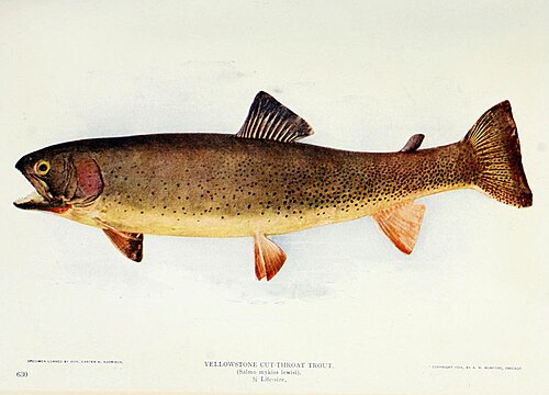 Westslope cutthroat trout