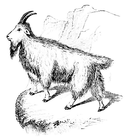 Mountain goat