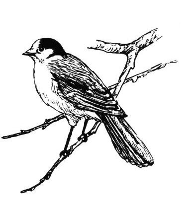 Canada jay
