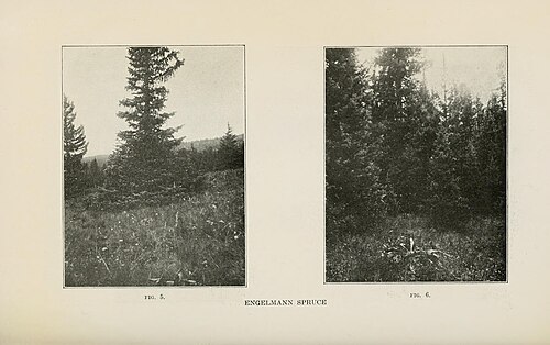 Engelmann spruce