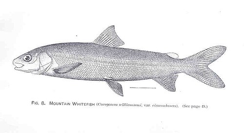 Mountain whitefish