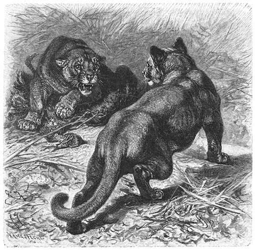 Mountain lion