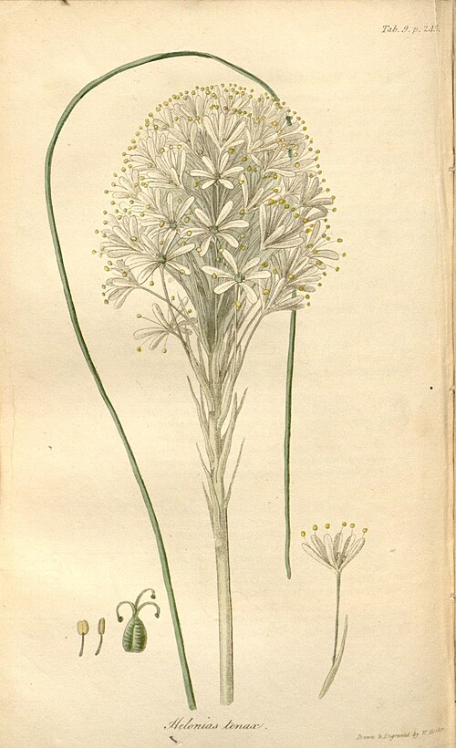 Beargrass